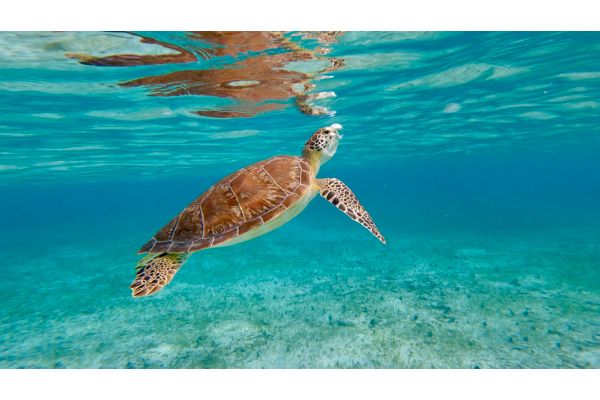 Sea Turtle rising to the surface